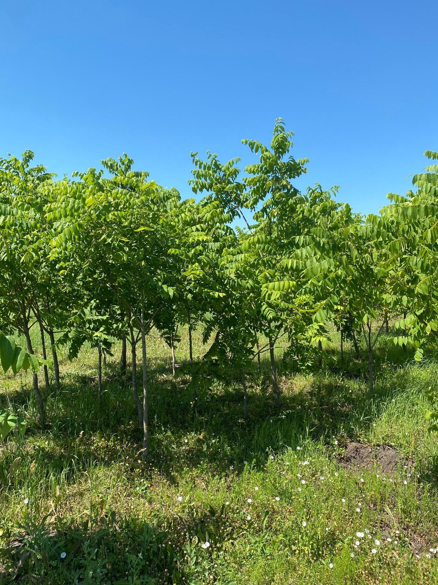 Орех маньчжурский Juglans mandshurica купить в Москве по цене от ...